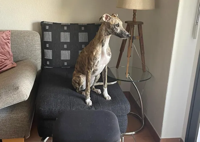 Apartman Mit Garten Und Pool In Ascona